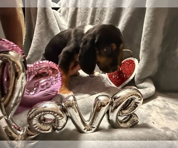 Medium Photo #4 Beagle-German Shepherd Dog Mix Puppy For Sale in Texarkana, TX, USA