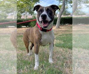 Bullboxer Pit Dogs for adoption in Woodland, CA, USA