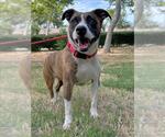 Small Bullboxer Pit