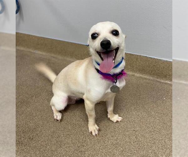 Medium Photo #1 Chihuahua Puppy For Sale in Aurora, CO, USA