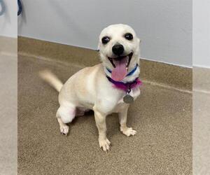 Chihuahua Dogs for adoption in Aurora, CO, USA