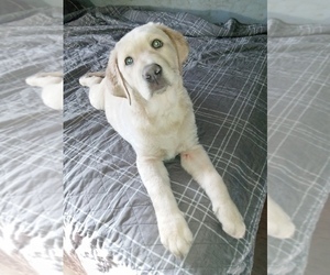 Labrador Retriever Puppy for sale in DES MOINES, IA, USA