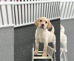 Labrador Retriever Puppy for sale in LOUISVILLE, KY, USA