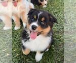 Small #8 Australian Shepherd