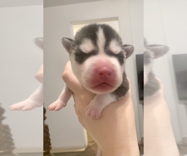 Medium Photo #6 Siberian Husky Puppy For Sale in RANCHO SANTA MARGARITA, CA, USA