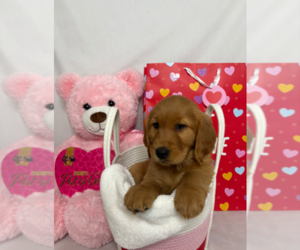 Golden Retriever Litter for sale in ORLANDO, FL, USA