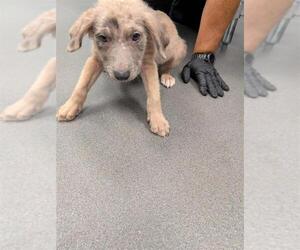 Black Mouth Cur-Labrador Retriever Mix Dogs for adoption in Corpus Christi, TX, USA