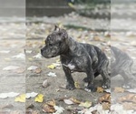 Small Photo #2 American Bully Puppy For Sale in WASHINGTON, DC, USA