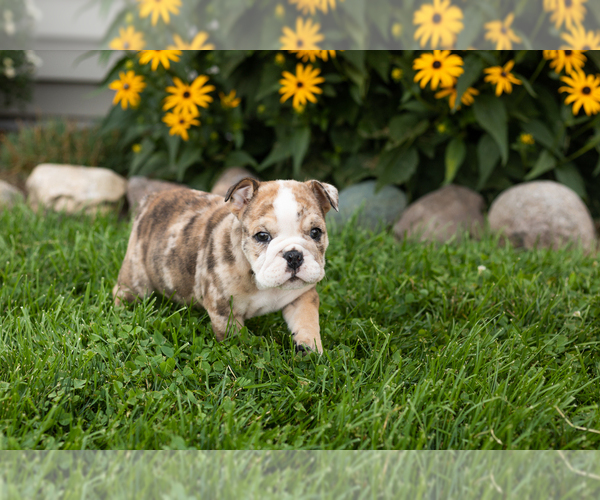 Medium Photo #2 English Bulldog Puppy For Sale in BOURBON, IN, USA