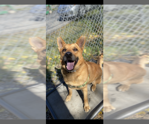 Newton - Male Mutt Dog for Adoption - Photo #3