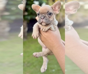 French Bulldog Puppy for sale in NAPLES, FL, USA