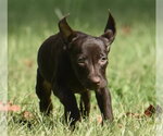 Small Photo #2 Chocolate Labrador retriever-Pointer Mix Puppy For Sale in Mechanicsburg, PA, USA