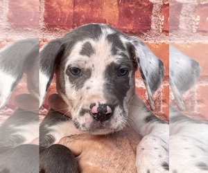 Great Dane Puppy for sale in SELLERSBURG, IN, USA