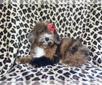 Small #5 ShihPoo