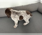 Small Photo #11 German Shorthaired Pointer Puppy For Sale in STATE COLLEGE, PA, USA