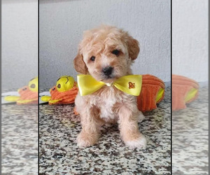 Maltipoo Puppy for sale in LOS ANGELES, CA, USA