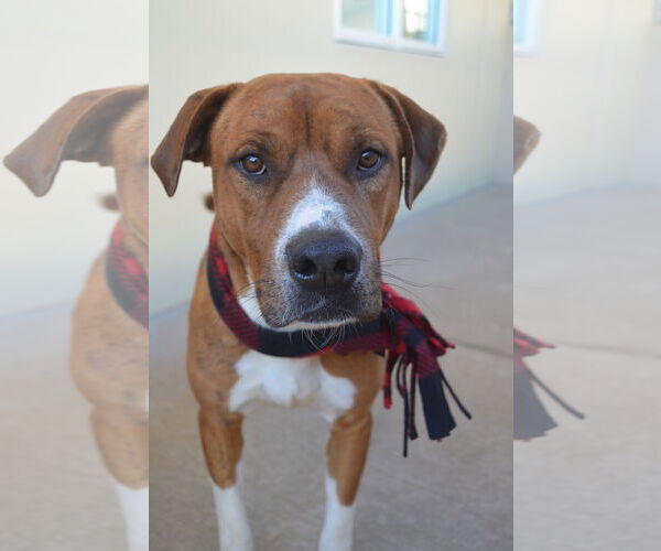 Medium Photo #2 Mutt Puppy For Sale in McKinney, TX, USA