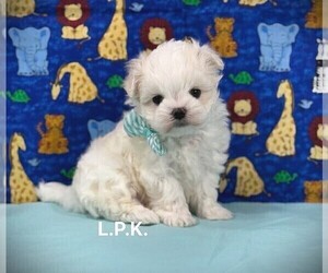 Maltese Puppy for sale in WINNSBORO, LA, USA