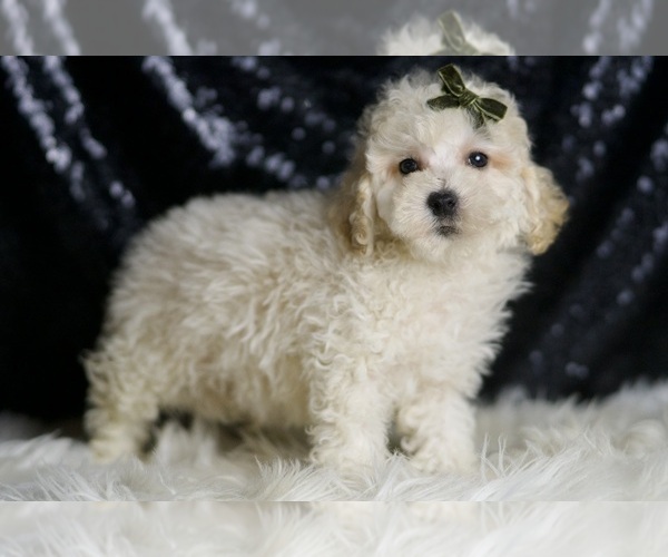 Medium Photo #100 Maltipoo (Miniature) Puppy For Sale in WARSAW, IN, USA