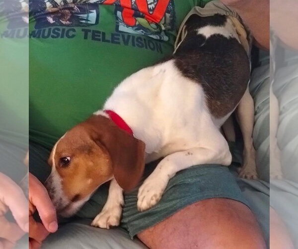 Medium Photo #4 Beagle Puppy For Sale in Dunnellon, FL, USA