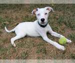 Oliver - Male Aussiedor Dog for Adoption - Small photo