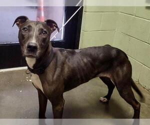 American Pit Bull Terrier Dogs for adoption in Tulsa, OK, USA