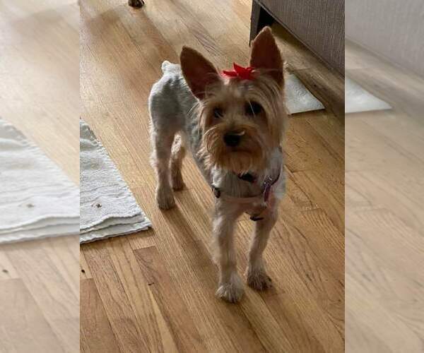 Medium Photo #4 Mutt Puppy For Sale in St. Louis Park, MN, USA