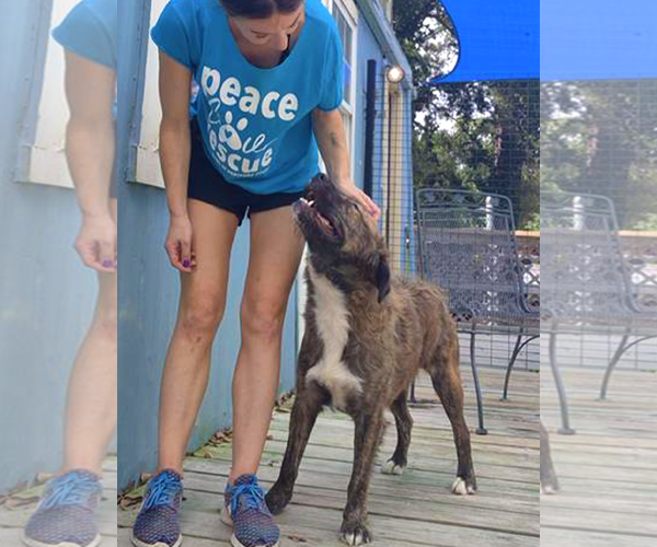 Medium Photo #7 Mutt Puppy For Sale in Murfreesboro, NC, USA