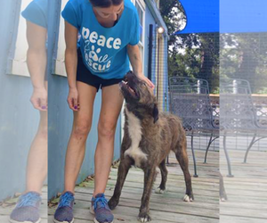 Reese - Male Mutt Dog for Adoption - Photo #7