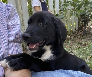 Golden Labrador Puppy for Sale in MIDWAY, Georgia USA