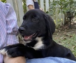 Small Golden Labrador