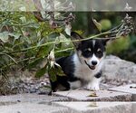 Small #3 Pembroke Welsh Corgi