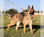 Small #4 German Shepherd Dog