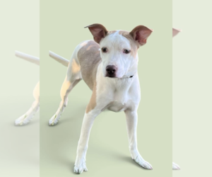 Mutt Dogs for adoption in Rockville, MD, USA