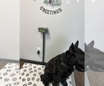Small #15 Schnauzer (Giant)