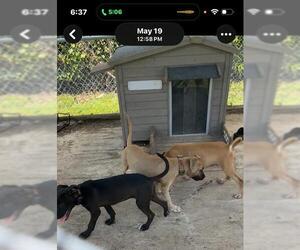 American Staffordshire Terrier Dogs for adoption in Fort Lauderdale, FL, USA