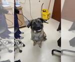 Small German Shepherd Dog Mix