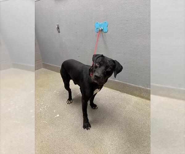 Medium Photo #1 Mutt Puppy For Sale in Las Vegas, NV, USA