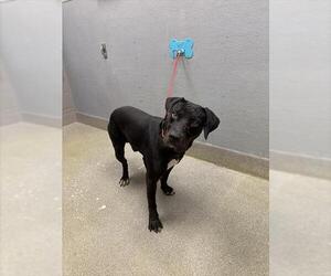 Mutt Dogs for adoption in Las Vegas, NV, USA