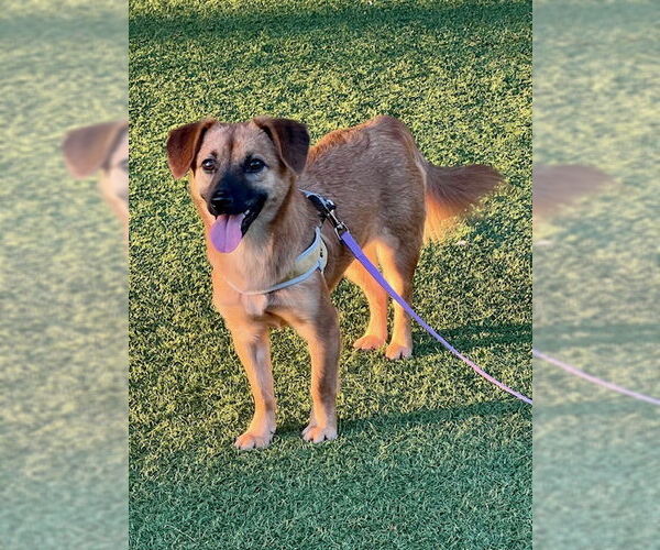 Medium Photo #3 Beagle-Unknown Mix Puppy For Sale in Agoura Hills, CA, USA