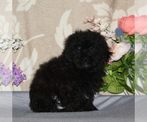 Shih-Poo Puppy for sale in RISING SUN, MD, USA