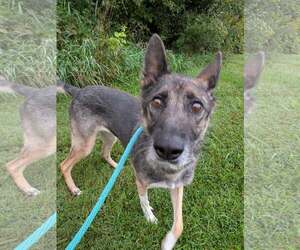 German Shorthaired Pointer Dogs for adoption in Mechanicsburg, PA, USA