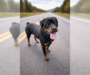 Rottweiler Dogs for adoption in MIDWAY, UT, USA