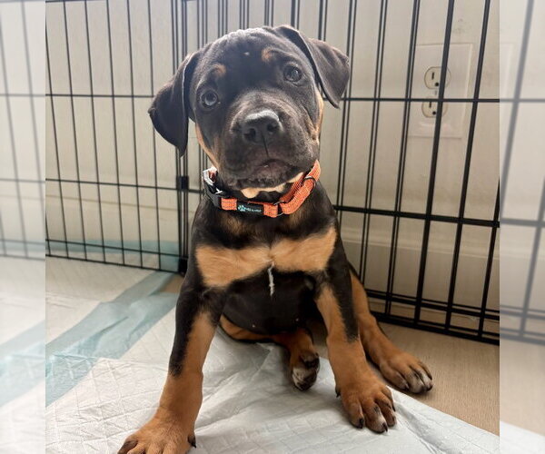 Medium Photo #3 Rottweiler-Unknown Mix Puppy For Sale in San Juan Capistrano, CA, USA