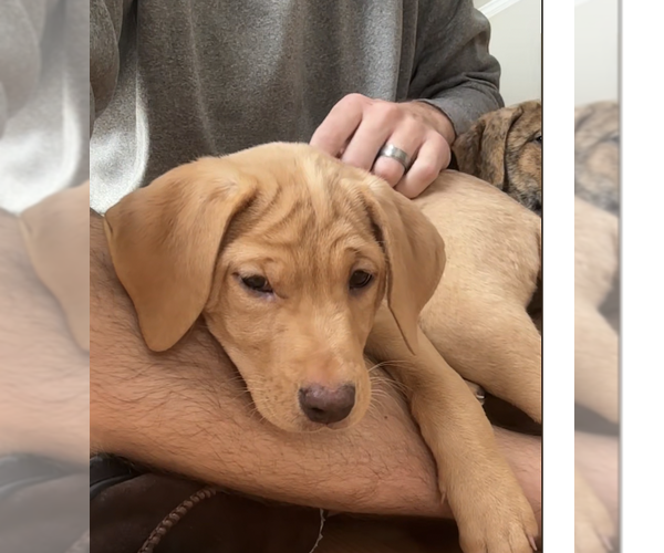 Medium Photo #7 Labrador Retriever-Unknown Mix Puppy For Sale in Plainfield, IL, USA