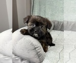 Image preview for Ad Listing. Nickname: Sydney