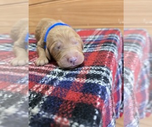 Goldendoodle Puppy for sale in WILLIAMSTOWN, KY, USA