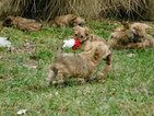 Small Photo #10 Morkie Puppy For Sale in ORLANDO, FL, USA