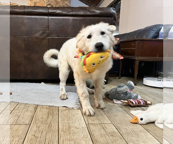 Medium Photo #9 Great Pyrenees Puppy For Sale in Spring, TX, USA