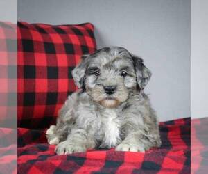 Goldendoodle-Poodle (Miniature) Mix Puppy for sale in DALTON, OH, USA
